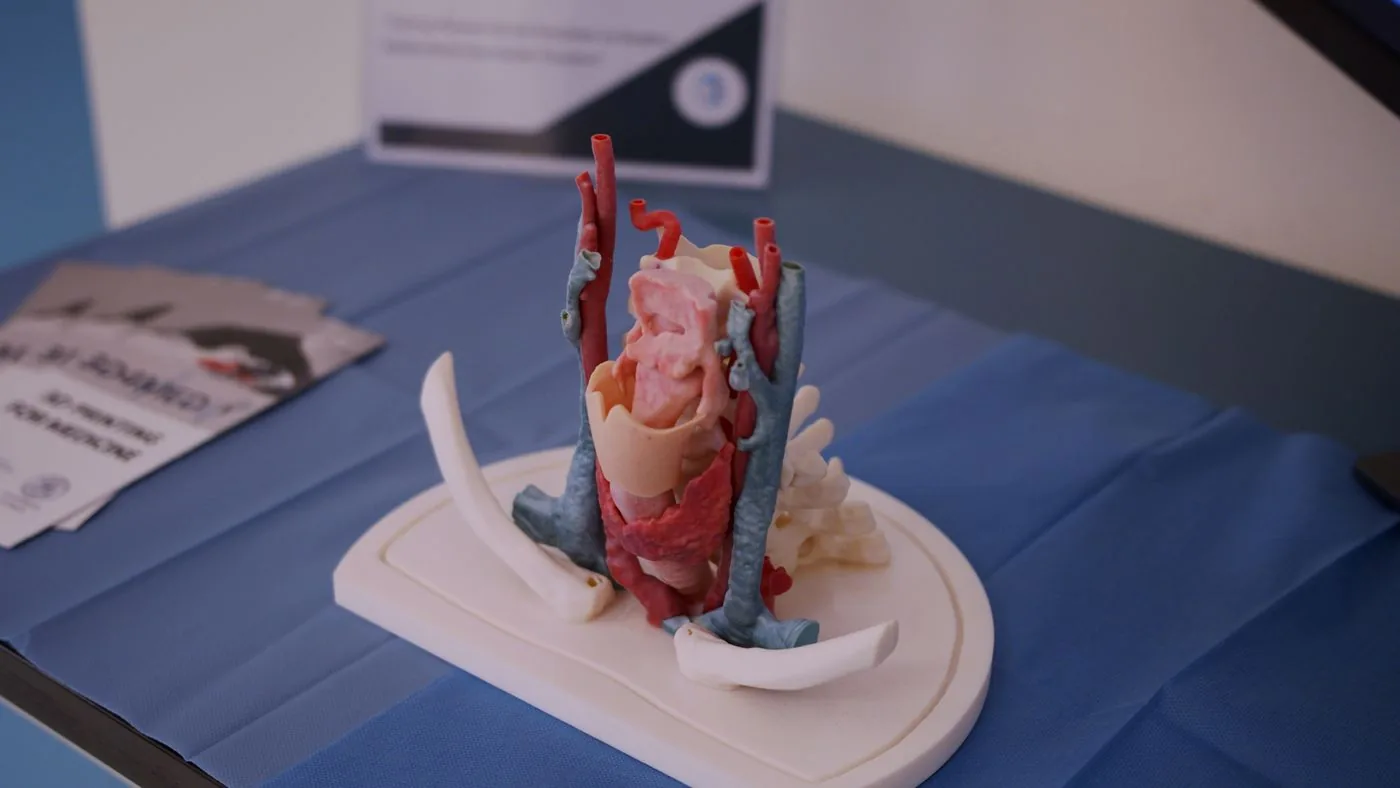 Wielokolorowy model anatomiczny z naczyniami wydrukowany w technologii PolyJet